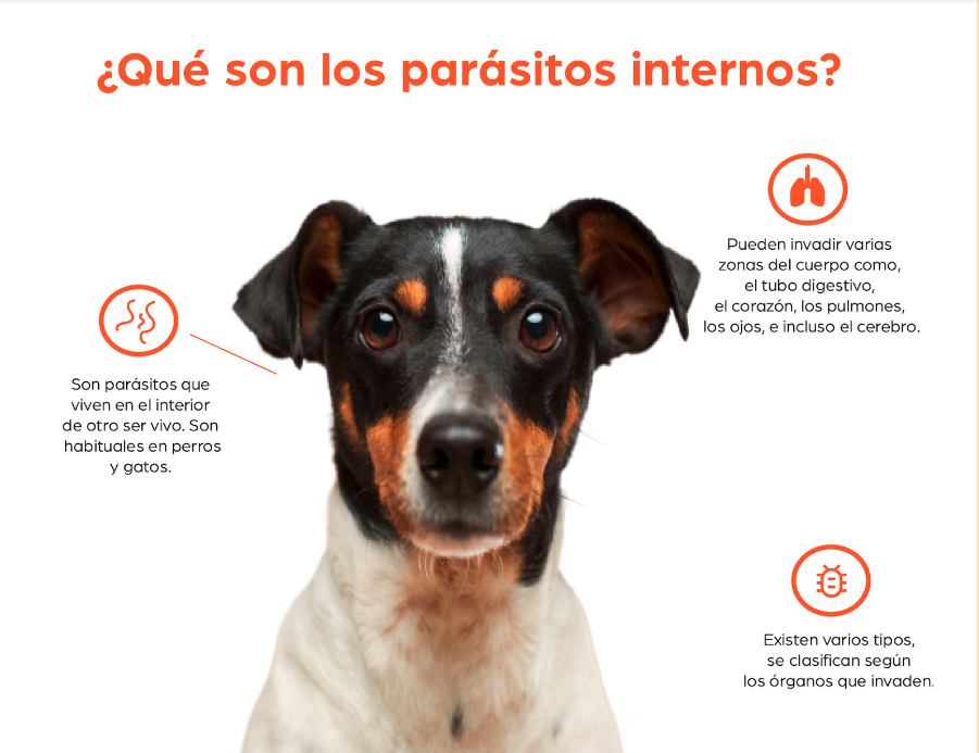 pueden los humanos contraer gusanos de perro